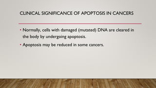 Apoptosis Definition Apoptosis - programmed cell death that occurs in multicellular ...