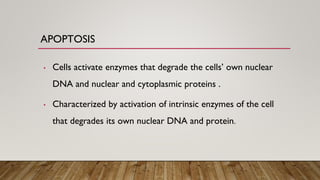 Apoptosis - programmed cell death that occurs in multicellular ...