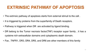 Apoptosis : caspases, extrinsic and intrinsic pathways. | PPTX