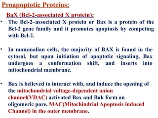 Apoptosis, Introduction, Apoptotic genes, Pro apoptotic and anti ...