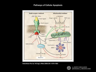 APOPTOSIS / cell death / programmed cell death | PPT