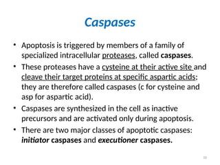 10
Caspases
• Apoptosis is triggered by members of a family of
specialized intracellular proteases, called caspases.
• These proteases have a cysteine at their active site and
cleave their target proteins at specific aspartic acids;
they are therefore called caspases (c for cysteine and
asp for aspartic acid).
• Caspases are synthesized in the cell as inactive
precursors and are activated only during apoptosis.
• There are two major classes of apoptotic caspases:
initiator caspases and executioner caspases.
 