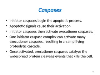 11
Caspases
• Initiator caspases begin the apoptotic process.
• Apoptotic signals cause their activation.
• Initiator caspases then activate executioner caspases.
• One initiator caspase complex can activate many
executioner caspases, resulting in an amplifying
proteolytic cascade.
• Once activated, executioner caspases catalyze the
widespread protein cleavage events that kills the cell.
 