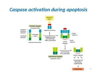 12
Caspase activation during apoptosis
 