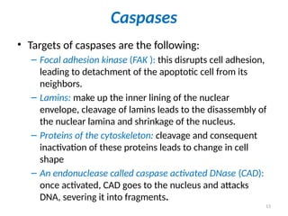 13
Caspases
• Targets of caspases are the following:
– Focal adhesion kinase (FAK ): this disrupts cell adhesion,
leading to detachment of the apoptotic cell from its
neighbors.
– Lamins: make up the inner lining of the nuclear
envelope, cleavage of lamins leads to the disassembly of
the nuclear lamina and shrinkage of the nucleus.
– Proteins of the cytoskeleton: cleavage and consequent
inactivation of these proteins leads to change in cell
shape
– An endonuclease called caspase activated DNase (CAD):
once activated, CAD goes to the nucleus and attacks
DNA, severing it into fragments.
 