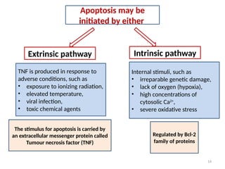 14
Apoptosis may be
initiated by either
Extrinsic pathway Intrinsic pathway
TNF is produced in response to
adverse conditions, such as
• exposure to ionizing radiation,
• elevated temperature,
• viral infection,
• toxic chemical agents
The stimulus for apoptosis is carried by
an extracellular messenger protein called
Tumour necrosis factor (TNF)
Internal stimuli, such as
• irreparable genetic damage,
• lack of oxygen (hypoxia),
• high concentrations of
cytosolic Ca2+
,
• severe oxidative stress
Regulated by Bcl-2
family of proteins
 