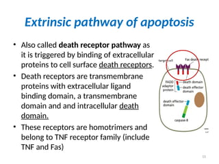 15
Extrinsic pathway of apoptosis
• Also called death receptor pathway as
it is triggered by binding of extracellular
proteins to cell surface death receptors.
• Death receptors are transmembrane
proteins with extracellular ligand
binding domain, a transmembrane
domain and and intracellular death
domain.
• These receptors are homotrimers and
belong to TNF receptor family (include
TNF and Fas)
 