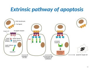 16
Extrinsic pathway of apoptosis
 