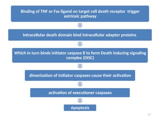 17
Binding of TNF or Fas ligand on target cell death receptor trigger
extrinsic pathway
Intracellular death domain bind intracellular adapter proteins
Which in turn binds initiator caspase 8 to form Death inducing signaling
complex (DISC)
dimerization of initiator caspases cause their activation
activation of executioner caspases
Apoptosis
 