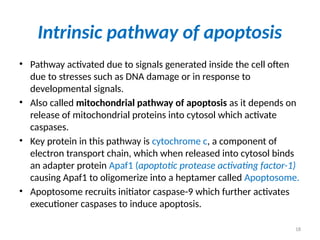 18
Intrinsic pathway of apoptosis
• Pathway activated due to signals generated inside the cell often
due to stresses such as DNA damage or in response to
developmental signals.
• Also called mitochondrial pathway of apoptosis as it depends on
release of mitochondrial proteins into cytosol which activate
caspases.
• Key protein in this pathway is cytochrome c, a component of
electron transport chain, which when released into cytosol binds
an adapter protein Apaf1 (apoptotic protease activating factor-1)
causing Apaf1 to oligomerize into a heptamer called Apoptosome.
• Apoptosome recruits initiator caspase-9 which further activates
executioner caspases to induce apoptosis.
 