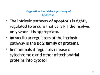 20
Regulation the Intrinsic pathway of
Apoptosis
• The intrinsic pathway of apoptosis is tightly
regulated to ensure that cells kill themselves
only when it is appropriate.
• Intracellular regulators of the intrinsic
pathway is the Bcl2 family of proteins.
• In mammals it regulates release of
cytochrome c and other mitochondrial
proteins into cytosol.
 
