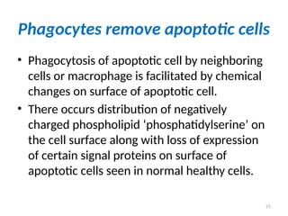 21
Phagocytes remove apoptotic cells
• Phagocytosis of apoptotic cell by neighboring
cells or macrophage is facilitated by chemical
changes on surface of apoptotic cell.
• There occurs distribution of negatively
charged phospholipid ‘phosphatidylserine’ on
the cell surface along with loss of expression
of certain signal proteins on surface of
apoptotic cells seen in normal healthy cells.
 