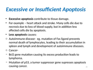 22
Excessive or Insufficient Apoptosis
• Excessive apoptosis contribute to tissue damage.
• For example – heart attack and stroke. Many cells die due to
necrosis due to loss of blood supply, but in addition less
affected cells die by apoptosis.
• Less apoptosis causes:
o Autoimmune disease- eg. mutation of Fas ligand prevents
normal death of lymphocytes, leading to their accumulation in
spleen and lymph and development of autoimmune diseases.
o Cancer-
- Bcl2 gene mutation causing its excess production leads to
lymphoma.
- Mutation of p53, a tumor suppressor gene supresses apoptosis
causing cancer.
 