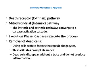 24
Summary: Main steps of Apoptosis
• Death receptor (Extrinsic) pathway
• Mitochrondrial (Intrinsic) pathway
– The intrinsic and extrinsic pathways converge to a
caspase activation cascade.
• Execution Phase: Caspases execute the process
• Removal of dead cells:
– Dying cells secrete factors the recruit phagocytes.
– This facilitates prompt clearance
– Dead cells disappear without a trace and do not produce
inflammation.
 
