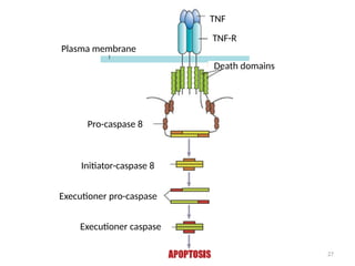 27
Pro-caspase 8
Initiator-caspase 8
Executioner pro-caspase
Executioner caspase
Plasma membrane
TNF
TNF-R
Death domains
 