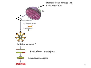 28
Internal cellular damage and
activation of BCl 2
Executioner caspase
Executioner caspase
Executioner procaspase
Initiator caspase-9
 