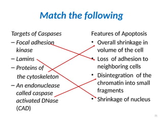 Match the following
Targets of Caspases
– Focal adhesion
kinase
– Lamins
– Proteins of
the cytoskeleton
– An endonuclease
called caspase
activated DNase
(CAD)
Features of Apoptosis
• Overall shrinkage in
volume of the cell
• Loss of adhesion to
neighboring cells
• Disintegration of the
chromatin into small
fragments
• Shrinkage of nucleus
31
 