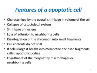 6
Features of a apoptotic cell
• Characterized by the overall shrinkage in volume of the cell
• Collapse of cytoskeletal system
• Shrinkage of nucleus
• Loss of adhesion to neighboring cells
• Disintegration of the chromatin into small fragments
• Cell contents do not spill
• If cell is large it breaks into membrane enclosed fragments
called apoptotic bodies
• Engulfment of the “corpse” by macrophages or
neighboring cells
 