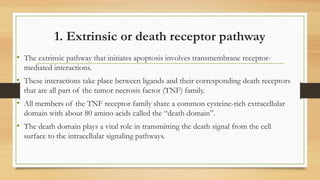 1. Extrinsic or death receptor pathway
• The extrinsic pathway that initiates apoptosis involves transmembrane receptor-
mediated interactions.
• These interactions take place between ligands and their corresponding death receptors
that are all part of the tumor necrosis factor (TNF) family.
• All members of the TNF receptor family share a common cysteine-rich extracellular
domain with about 80 amino acids called the “death domain”.
• The death domain plays a vital role in transmitting the death signal from the cell
surface to the intracellular signaling pathways.
 