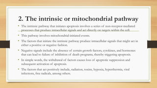2. The intrinsic or mitochondrial pathway
• The intrinsic pathway that initiates apoptosis involves a series of non-receptor-mediated
processes that produce intracellular signals and act directly on targets within the cell.
• This pathway involves mitochondrial-initiated events.
• The factors that initiate the intrinsic pathway produce intracellular signals that might act in
either a positive or negative fashion.
• Negative signals include the absence of certain growth factors, cytokines, and hormones
that can lead to failure of inhibition of death programs, thereby triggering apoptosis.
• In simple words, the withdrawal of factors causes loss of apoptotic suppression and
subsequent activation of apoptosis.
• The factors that act positively include, radiation, toxins, hypoxia, hyperthermia, viral
infections, free radicals, among others.
 