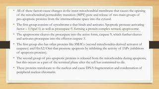 • All of these factors cause changes in the inner mitochondrial membrane that causes the opening
of the mitochondrial permeability transition (MPT) pore and release of two main groups of
pro-apoptotic proteins from the intermembrane space into the cytosol.
• The first group consists of cytochrome c that binds and activates Apoptotic protease-activating
factor – 1(Apaf-1) as well as procaspase-9, forming a protein complex termed, apoptosome.
• The apoptosome cleaves the procaspase into the active form, caspase 9, which further cleaves
and activates procaspase into the effector caspase 3.
• The first group also has other proteins like SMACs (second mitochondria-derived activator of
caspases) and HtrA2/Omi that promote apoptosis by inhibiting the activity of IAPs (inhibitors
of apoptosis proteins).
• The second group of pro-apoptotic proteins is released from the mitochondria during apoptosis,
but this occurs as a part of the terminal phase after the cell has committed to die.
• These proteins translocate to the nucleus and cause DNA fragmentation and condensation of
peripheral nuclear chromatin.
 
