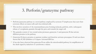 3. Perforin/granzyme pathway
• Perforin/granzyme pathway is a novel pathway employed by cytotoxic T lymphocytes that exert their
cytotoxic effects on tumor cells and virus-infected cells.
• This involves secretion of the transmembrane pore-forming molecule, perforin, with a subsequent
release of cytoplasmic granules through the pore and towards the target cell.
• The granules consist of two crucial serine proteases; granzyme A and granzyme B that activate
different proteins in the pathway.
• Granzyme B cleaves proteins at aspartate residues and therefore activates procaspase-10 and can cleave
factors like ICAD (Inhibitor of Caspase Activated DNAse.
• It has also been observed that granzyme B can utilize the mitochondrial pathway for amplification of
the death signal by induction of cytochrome c release.
 