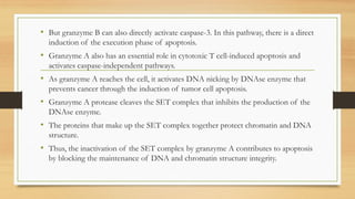 • But granzyme B can also directly activate caspase-3. In this pathway, there is a direct
induction of the execution phase of apoptosis.
• Granzyme A also has an essential role in cytotoxic T cell-induced apoptosis and
activates caspase-independent pathways.
• As granzyme A reaches the cell, it activates DNA nicking by DNAse enzyme that
prevents cancer through the induction of tumor cell apoptosis.
• Granzyme A protease cleaves the SET complex that inhibits the production of the
DNAse enzyme.
• The proteins that make up the SET complex together protect chromatin and DNA
structure.
• Thus, the inactivation of the SET complex by granzyme A contributes to apoptosis
by blocking the maintenance of DNA and chromatin structure integrity.
 