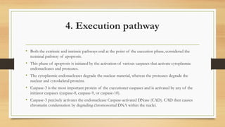 4. Execution pathway
• Both the extrinsic and intrinsic pathways end at the point of the execution phase, considered the
terminal pathway of apoptosis.
• This phase of apoptosis is initiated by the activation of various caspases that activate cytoplasmic
endonucleases and proteases.
• The cytoplasmic endonucleases degrade the nuclear material, whereas the proteases degrade the
nuclear and cytoskeletal proteins.
• Caspase-3 is the most important protein of the executioner caspases and is activated by any of the
initiator caspases (caspase-8, caspase-9, or caspase-10).
• Caspase-3 precisely activates the endonuclease Caspase-activated DNase (CAD). CAD then causes
chromatin condensation by degrading chromosomal DNA within the nuclei.
 