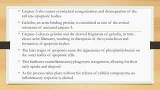 • Caspase-3 also causes cytoskeletal reorganization and disintegration of the
cell into apoptotic bodies.
• Gelsolin, an actin-binding protein, is considered as one of the critical
substrates of activated caspase-3.
• Caspase-3 cleaves gelsolin and the cleaved fragments of gelsolin, in turn,
cleave actin filaments, resulting in disruption of the cytoskeleton and
formation of apoptotic bodies.
• The later stages of apoptosis cause the appearance of phosphatidylserine on
the outer leaflet of apoptotic cells.
• This facilitates noninflammatory phagocytic recognition, allowing for their
early uptake and disposal.
• As the process takes place without the release of cellular components, no
inflammatory response is elicited.
 