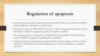 Regulation of apoptosis
• Several proteins and genes regulate apoptosis. Specific families of proteins are involved
in the regulation of apoptosis in various steps.
• Among all the factors, IAPs and Bcl-2 are two of the most important proteins involved
that decide whether the apoptosis is going to complete or inhibit.
• The extrinsic pathway of apoptosis is inhibited by a protein called c-FLIP which will
bind to FADD and caspase-8, rendering them ineffective.
• Another mechanism of apoptosis regulation in the extrinsic pathway involves a protein
called Toso, which blocks Fas-induced apoptosis in T cells by inhibition of caspase-8
activation.
 