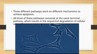 • Three different pathways work on different mechanisms to
achieve apoptosis.
• All three of these pathways converge at the same terminal
pathway, which results in the sequential degradation of cellular
organelles.
 