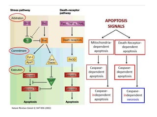 APOPTOSIS. - various mechanisms of cell death | PPTX