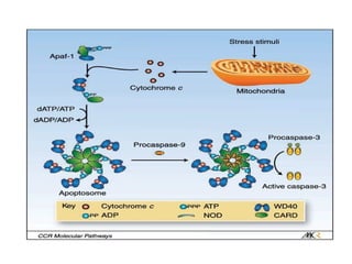 APOPTOSIS. - various mechanisms of cell death | PPTX