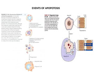 APOPTOSIS. - various mechanisms of cell death | PPTX