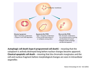 Apoptosis. and mechanism of cell death ppt | PPT