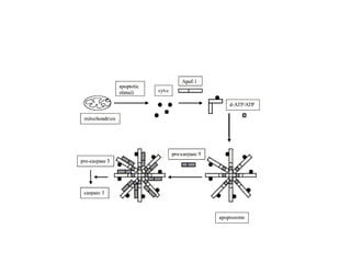 Apoptosis. and mechanism of cell death ppt | PPT