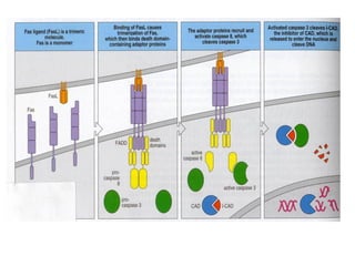 Apoptosis. and mechanism of cell death ppt | PPT