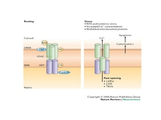 Apoptosis. and mechanism of cell death ppt | PPT