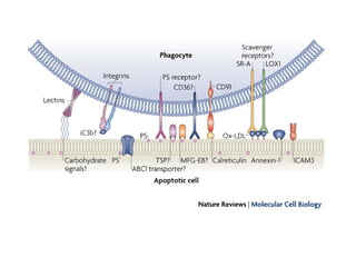 Apoptosis. and mechanism of cell death ppt | PPT