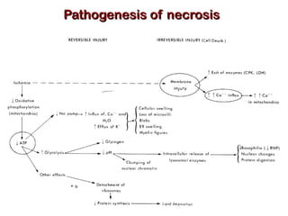 Apoptosis. and mechanism of cell death ppt | PPT