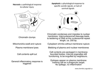 Apoptosis. and mechanism of cell death ppt | PPT