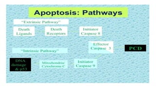APOPTOSIS - CELL DEATH, VARIOUS MECHANISMS OF CELL DEATH | PPTX