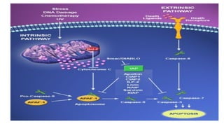 APOPTOSIS - CELL DEATH, VARIOUS MECHANISMS OF CELL DEATH | PPTX