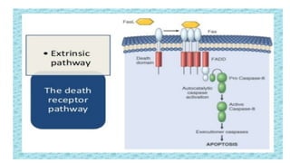 APOPTOSIS - CELL DEATH, VARIOUS MECHANISMS OF CELL DEATH | PPTX