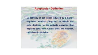 APOPTOSIS - CELL DEATH, VARIOUS MECHANISMS OF CELL DEATH | PPTX