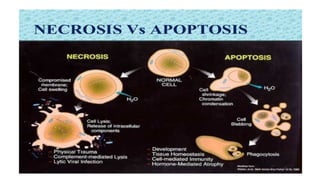 APOPTOSIS - CELL DEATH, VARIOUS MECHANISMS OF CELL DEATH | PPTX