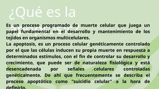 ¿Qué es la
apoptosis?
Es un proceso programado de muerte celular que juega un
papel fundamental en el desarrollo y mantenimiento de los
tejidos en organismos multicelulares.
La apoptosis, es un proceso celular genéticamente controlado
por el que las células inducen su propia muerte en respuesta a
determinados estímulos, con el fin de controlar su desarrollo y
crecimiento, que puede ser de naturaleza fisiológica y está
desencadenada por señales celulares controladas
genéticamente. De ahí que frecuentemente se describa el
proceso apoptótico como "suicidio celular" a la hora de
 