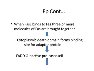 APOPTOSIS. MY CLASS.pptx pathology notes | PPTX