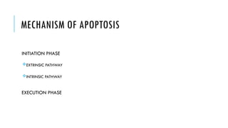 apoptosis pathogenesis powerpoint presentation | PPTX
