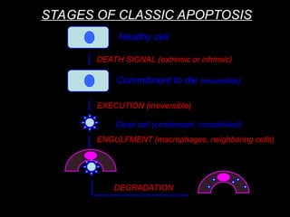 Apoptosis.ppt how programmed cell death occurs | PPT